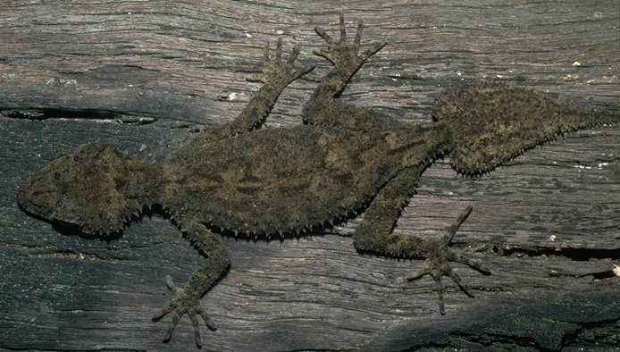 leafgecko.jpg