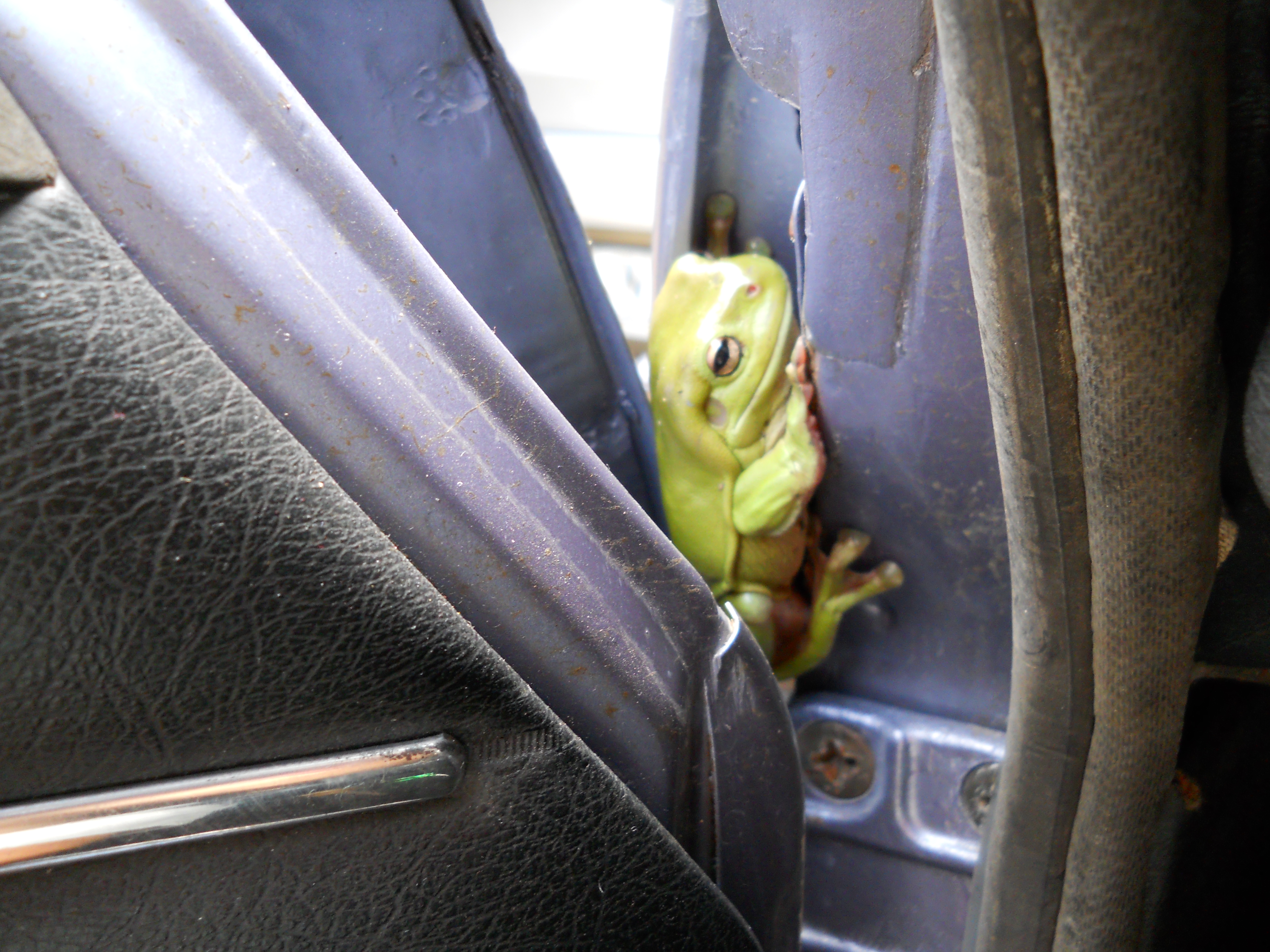 frogs on cars 008.JPG