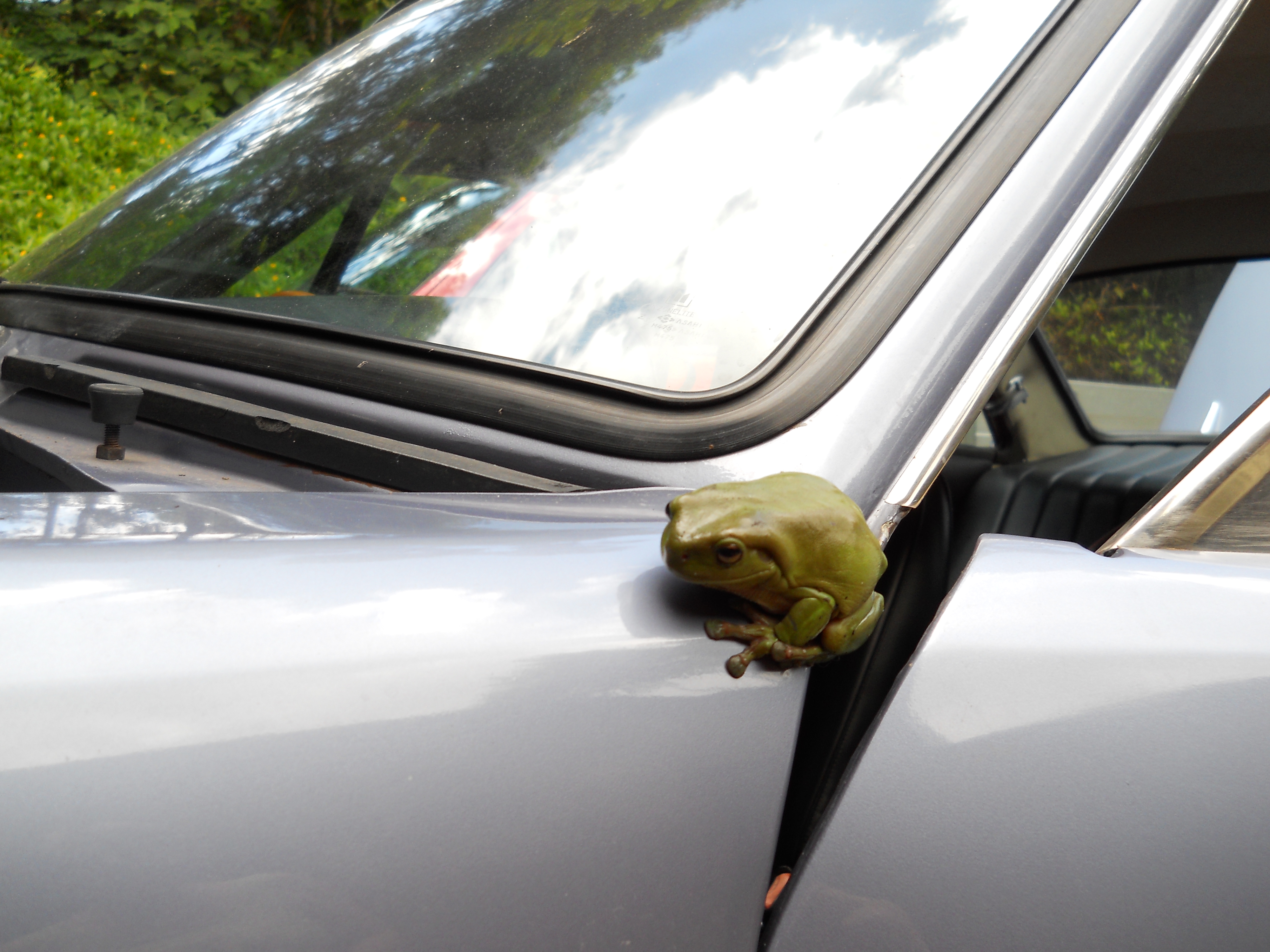 frogs on cars 009.JPG